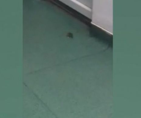 Caz REVOLTĂTOR într-un SPITAL din Craiova. Un șoarece a fost filmat la pediatrie - VIDEO