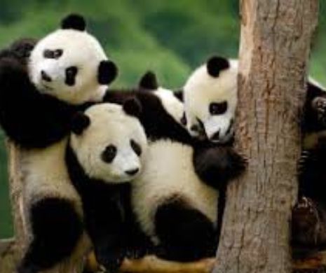 China construiește o BELGIE pentru urșii PANDA
