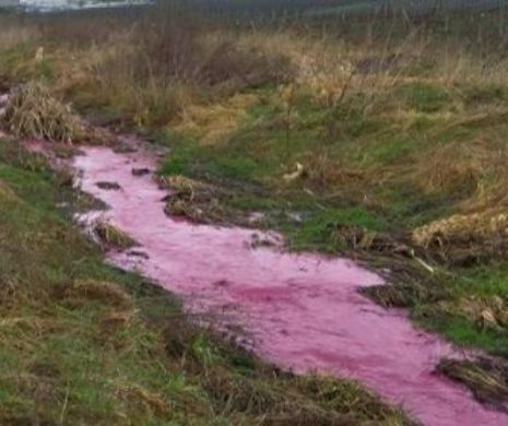 În Timiș, un pârâu curge cu apă roz. Ce s-a întâmplat