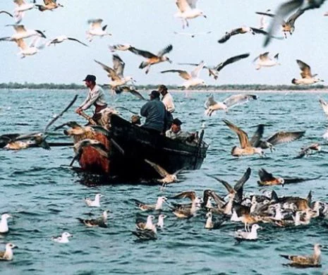 Pescarii din Delta Dunării, în conflict din cauza scrumbiei de pe Brațul Sfântu Gheorghe