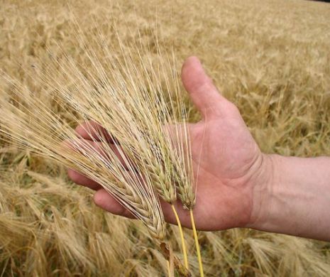 Rusia, „CU OCHII” pe piața grâului din Arabia Saudită, dominată de furnizorii din Uniunea Europeană