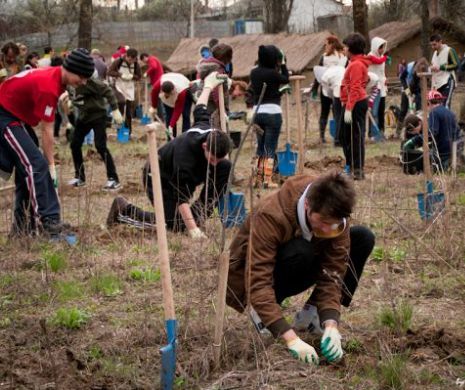 Se caută voluntari pentru a planta copaci la mănăstirea Dobrești