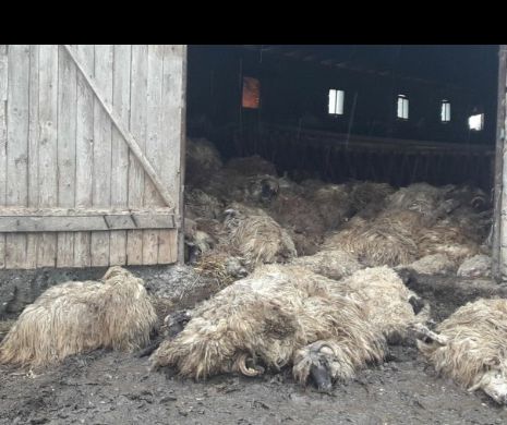 Sute de oi ucise peste noapte într=un saivan din Timiș. Autoritățile cred că au fost atacate de șacali