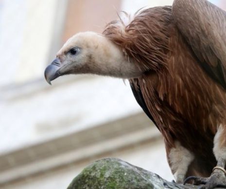 Vultur pleșuv, cu plăcuță de identificare, din Bulgaria, căzut în ograda unui constănțean