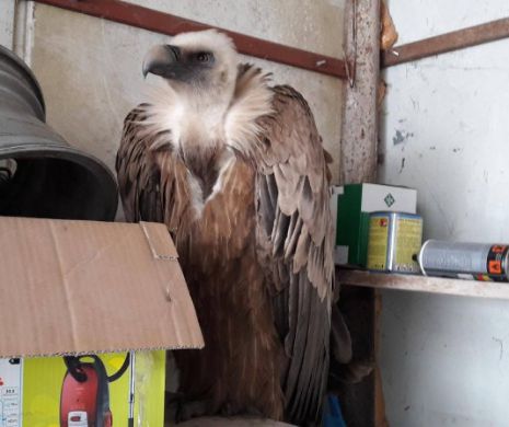 Vultur pleşuv din Bulgaria, căzut la Gârliciu