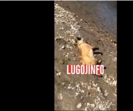 Imagini șocante. Câine omorât în chinuri de doi tineri, în Timiș