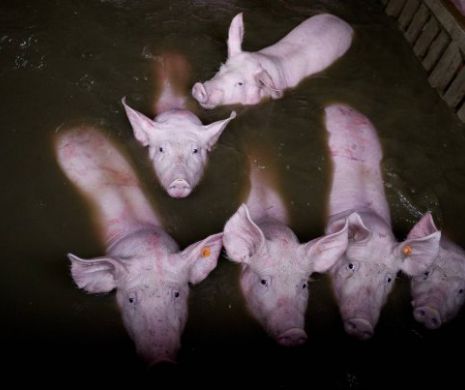 Imagini ȘOCANTE! SUTE de porci și vaci încearcă să scape de inundații în Spania