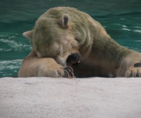 Inuka, primul urs polar născut la tropice, a fost eutanasiat