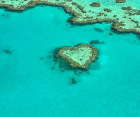 Marea Barieră de Corali este în PERICOL mai mult ca NICIODATĂ: „Au fiert până la distrugere!”. Concluziile ȘOCANTE ale cercetătorilor