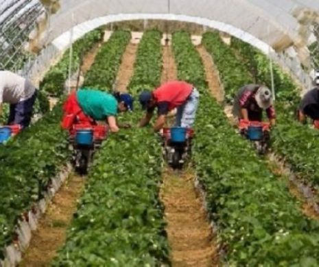Italia plânge după muncitorii români. Ministrul agriculturii cere măsuri urgente