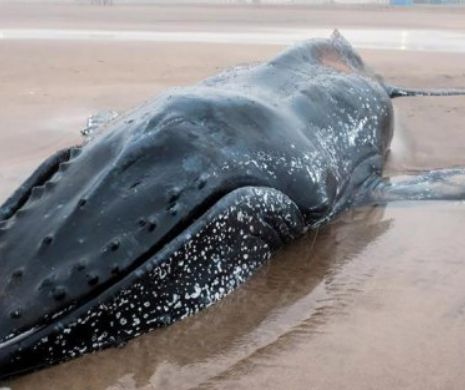 Zeci de oameni au încercat să salveze un PUI de balenă! Cetaceul a eșuat pe plajă să MOARĂ. VIDEO cutremurător!