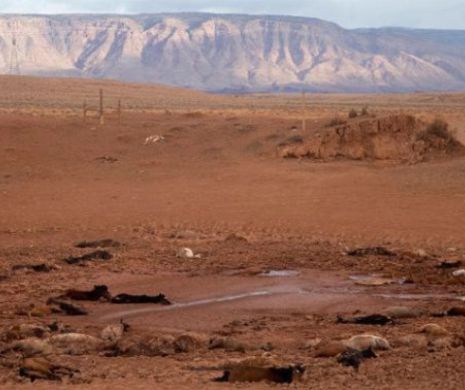 Aproape două sute de cai au murit în Arizona din cauza secetei