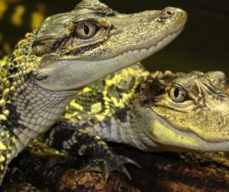 Captură surpriză! Cincizeci de crocodili vii au fost confiscați pe aeroportul londonez Heathrow