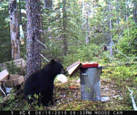 COSTIȚA și GOGOȘILE vor putea fi din nou folosite la MOMIREA ursului din Alaska