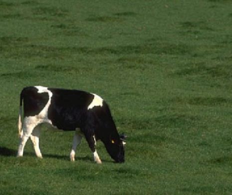 Situaţie absurdă pentru o vacă: autorităţile obligă proprietarul să o sacrifice pentru că a trecut graniţa cu Serbia. Vezi de ce!