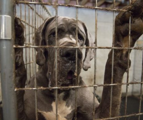Decizie istorică: uciderea câinilor pentru carne a fost declarată ilegală în Coreea de Sud
