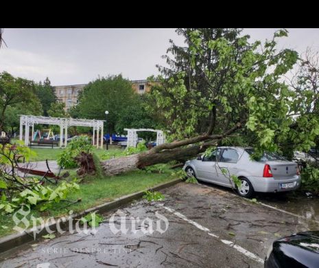 Mașini distruse de copaci smulși din rădăcini de furtună, la Arad