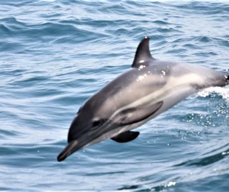 Raport trist al Mare Nostrum. 16 cazuri de delfini eșuați, în luna mai, pe litoral