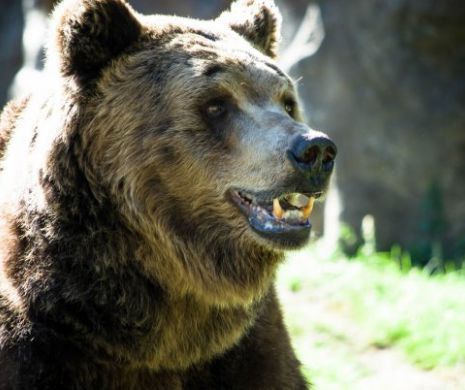 Ursul boierului Cornescu îl rupe în bucăți pe vizitiul nacealnicului Bârzof. Bucureștii de altădată