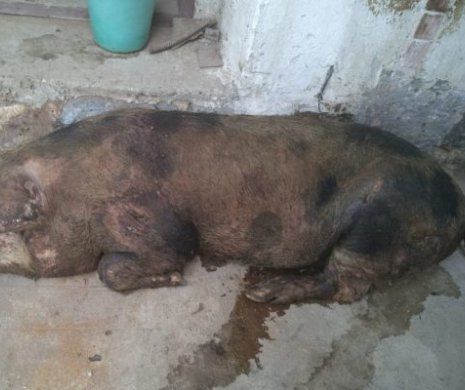 Atacul câinilor fără stăpân: patru porci au fost uciși de animalele lihnite de foame