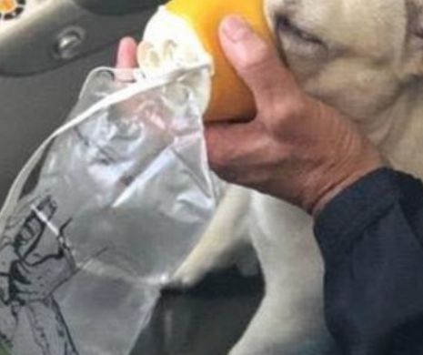 Impresionant! Echipajul unui zbor a salvat viaţa unui bulldog francez. Ce i s-a întâmplat câinelui