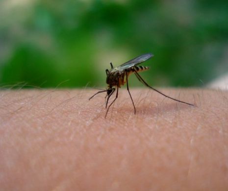 Invazie de țânțari și la Timișoara