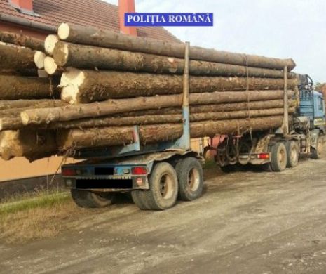 Milioane de locuitori sunt afectaţi de jaful pădurilor din România. Americanii intervin în stoparea dezastrului