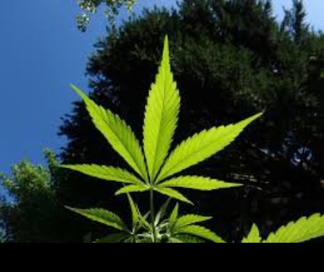 O țară de lângă România legalizează consumul de marijuana