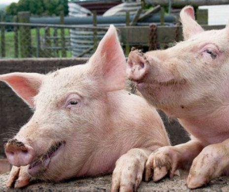 Pesta porcină africană ar putea aduce pagube de sute de milioane de euro fermierilor români. Semnalul de alarmă tras de asociaţia de profil