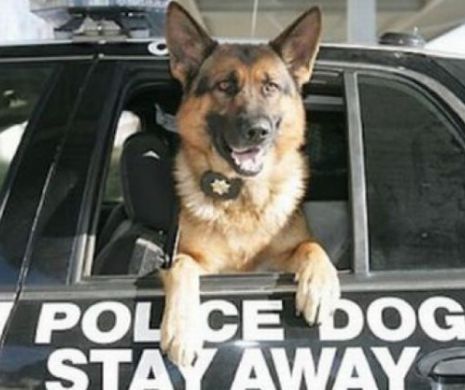RECOMPENSĂ de 70 000 de dolari pentru MOARTEA unui câine polițist. MOTIVUL este INCREDIBIL!