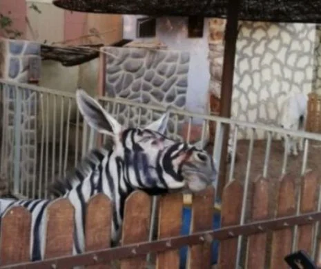 SPECTACULOS. Grădină zoologică din Egipt acuzată că a vopsit un măgar că să arate ca O ZEBRĂ