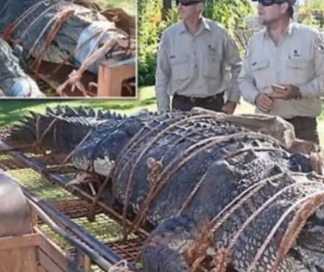 VIDEO cu cea mai INCREDIBILĂ captură făcută vreodată: Au prins un crocodil gigant de 600 kg