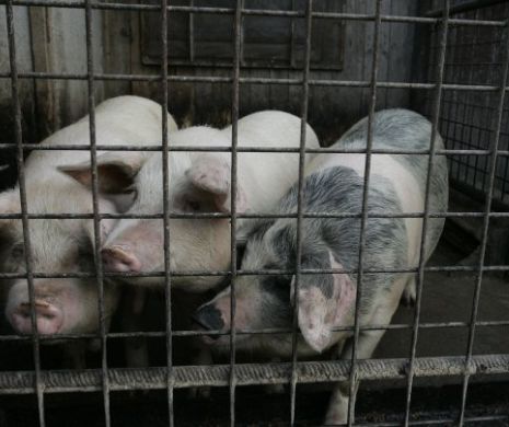 Autoritățile se bâlbâie. Pesta porcină africană a intrat în România și prin vămi
