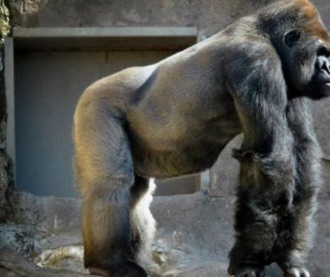 Azi a fost eutanasiată cea mai bătrână gorilă din Europa. Fritz a fost încă din 1970 vedeta grădinii zoologice din Nurnberg