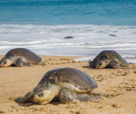 Ciudat! Peste o sută de ŢESTOASE din specia Golfina, găsite moarte pe plajele Mexicului. Din primele cercetări, unele aveau lovituri în cap