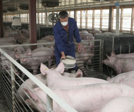 DEZASTRU! Pesta porcină a ajuns în CEA MAI MARE FERMĂ din România