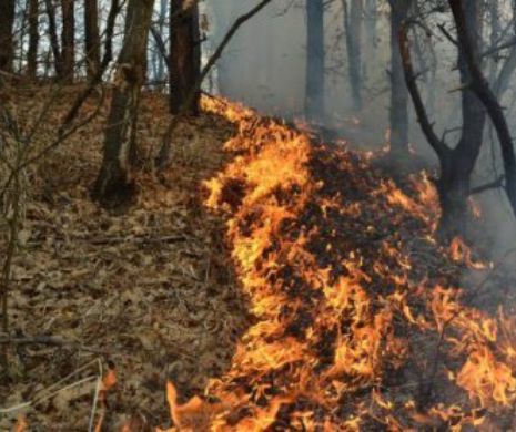 Incendiu PUTERNIC DE VEGETAȚIE și în România! Se intervine DE URGENȚĂ pentru stingerea focului