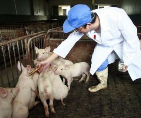 Persoanele şi fermele afectate de pesta porcină africană vor fi despăgubite doar temporar