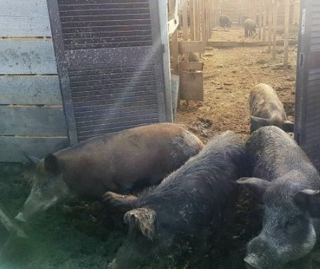 RĂSCOALA din cauza PESTEI PORCINE! Oamenii nu vor să le fie EUTANASIAȚI porcii