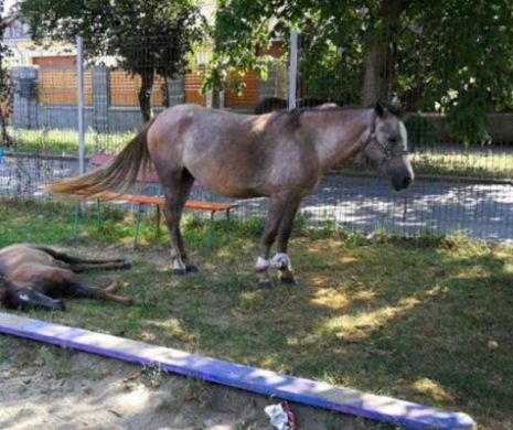 Timișoara, oraș european: trei cai au fost trimiși la păscut într-un loc de joacă