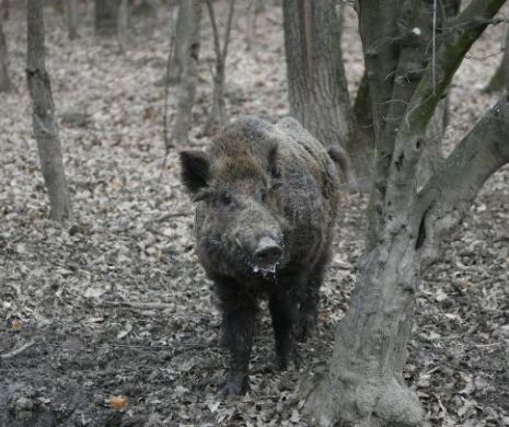Vânătorii cer contra-analize în laboratoarele UE pentru porcii declarați infestați cu Pestă Porcină Africană