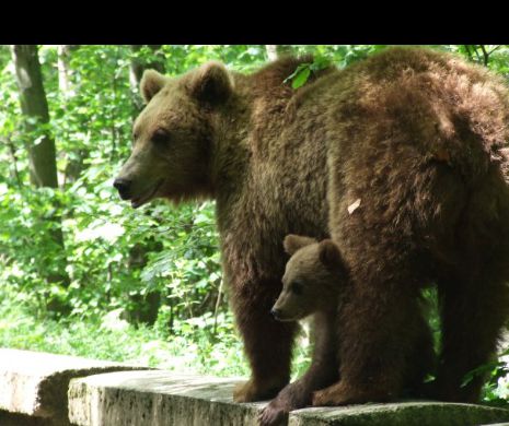 Adevărata miză a ştirilor despre agresivitatea în creştere a urşilor. Împuşcarea lui Moş Martin, o afacere de 180 de milioane de euro