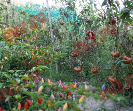 Cei mai scumpi ardei iuți din lume se cultivă la Șag