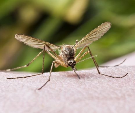 Cum știm că ne-a îmbolnăvit țânțarul purtător de virus!