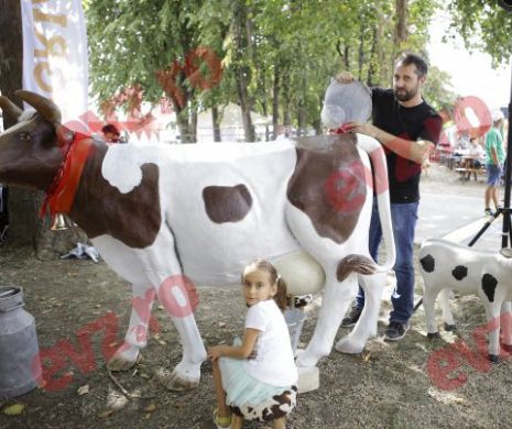 Distracţie la Bucharest Street Food The Carnival, desfăşurat la Romexpo. Concurs de muls vaca de jucărie