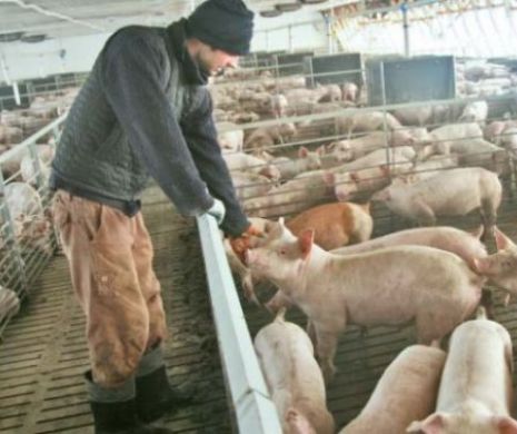Ministrul Agriculturii dă asigurări că interdicțiile impuse de apariția pestei porcine africane nu vor dura la infinit. ”Se va continua sigur creşterea porcilor în gospodăriile oamenilor”