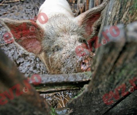 Parchetul caută vinovaţii pentru criza pestei porcine, iar guvernul se bâlbâie