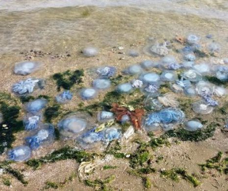 Plajele de pe litoral invadate de meduze. Specialiștii au dat verdictul. Nu sunt periculoase pentru oameni