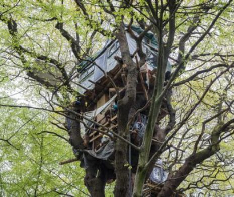 Protest în stil „Robin Hood”, în Germania. Metoda ecologiștilor de a salva o pădure seculară | VIDEO