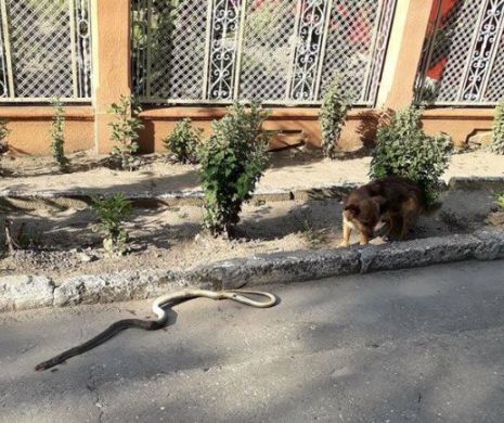 Sat din România, invadat de ”şarpele rău”